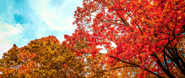 autumn garden