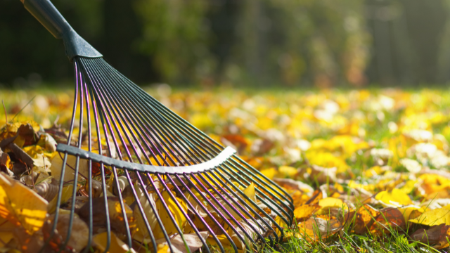 autumn leaves