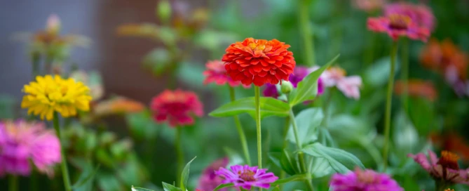 garden design trends for 2026