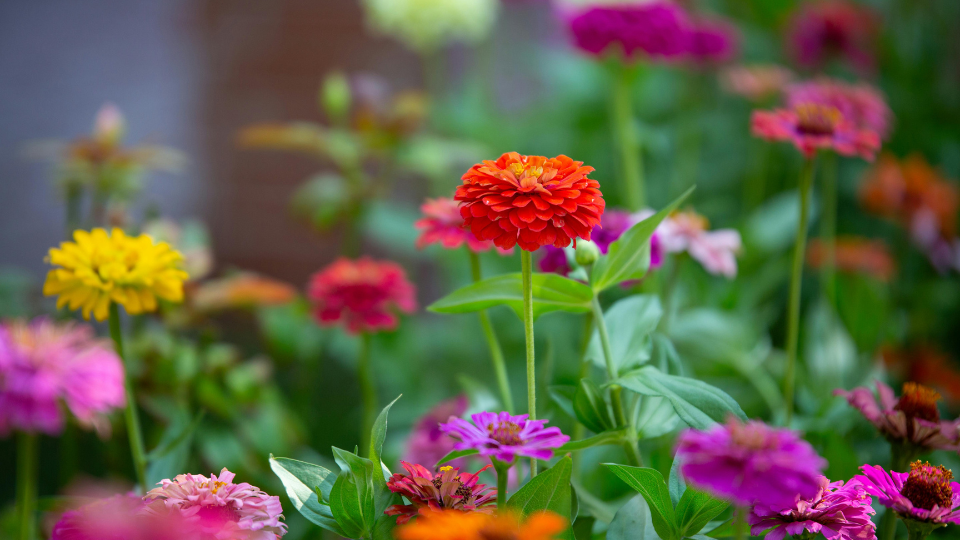 garden design trends for 2026